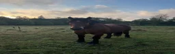 Övrigt hästar till salu: Ardenner - Annons 3