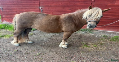  hästar i Borlänge - Annons 9
