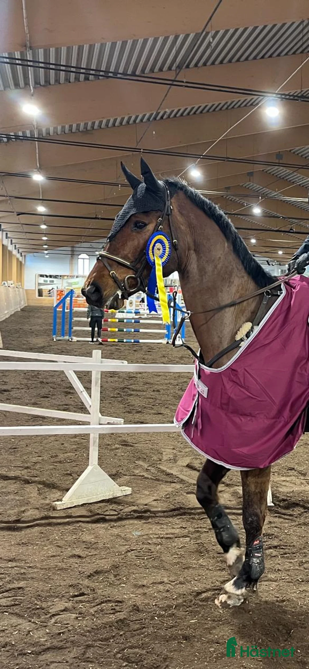 Hoppning hästar till salu: Trevlig Läromästare  - Annons 2