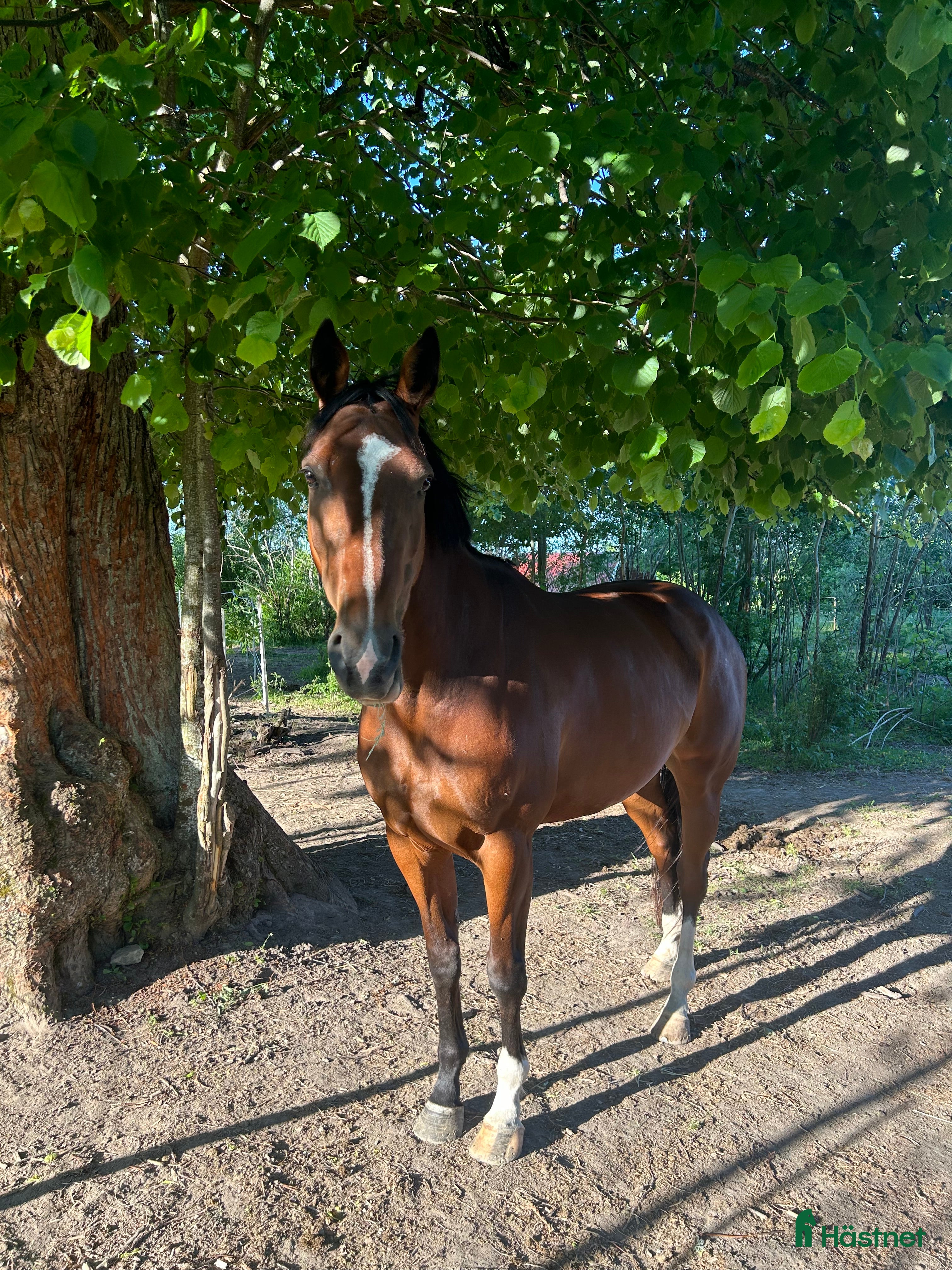  hästar Fint sto säljes till rätt hem  i Motala - Annons 21