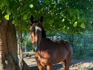 hästar Fint sto säljes till rätt hem i Motala - Annons 21