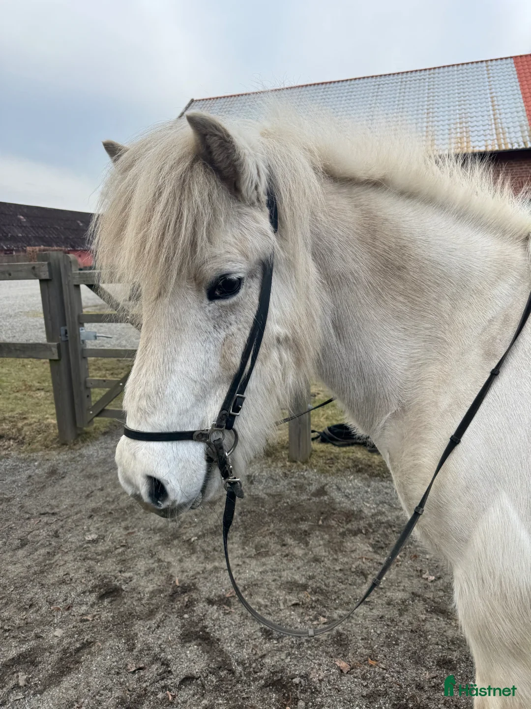 Island hästar till salu: Jättefin valack - Annons 3