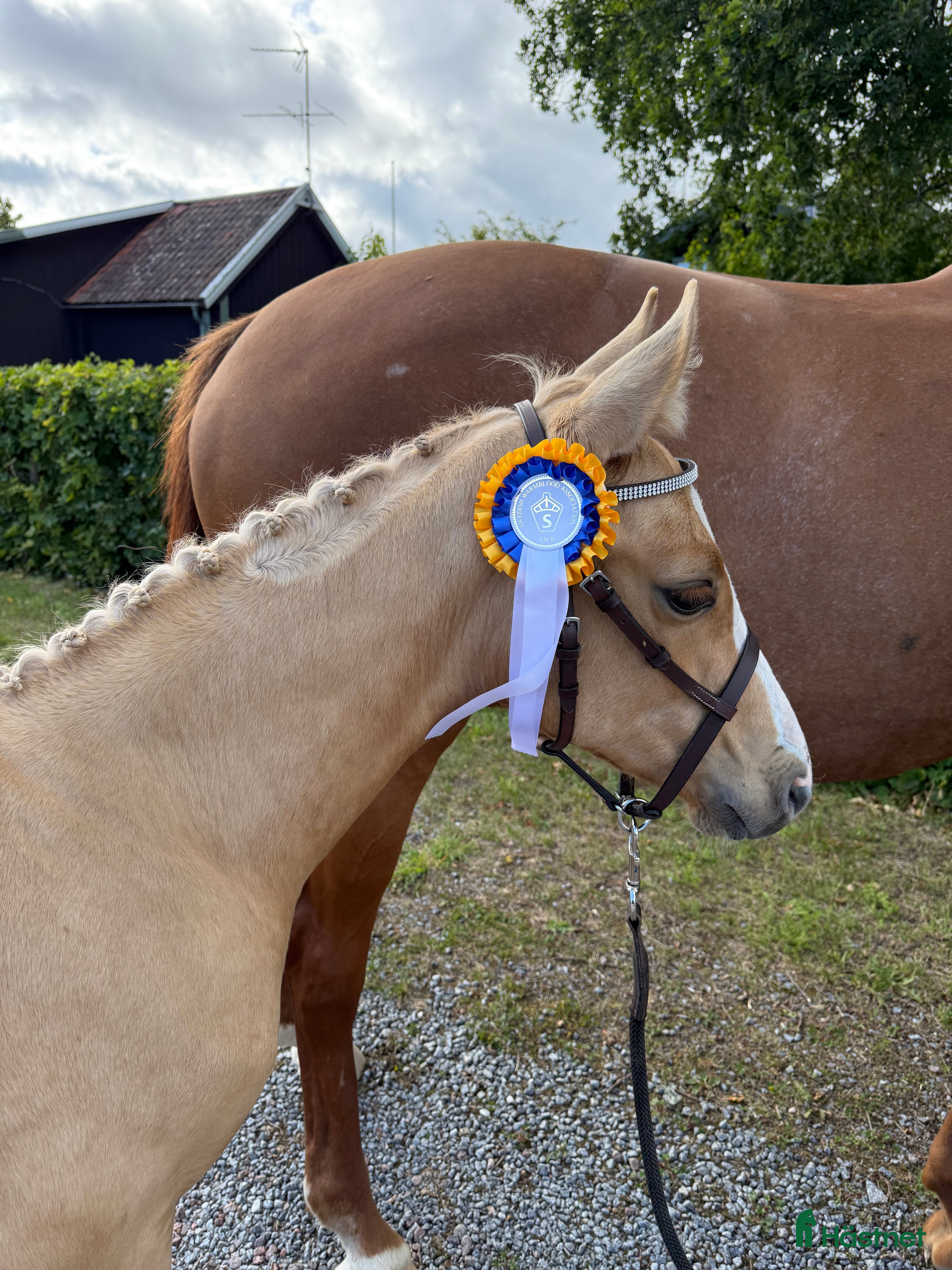  hästar Sockersött sto e Zafferano - Sir Donnerhall  i Märsta - Annons 1