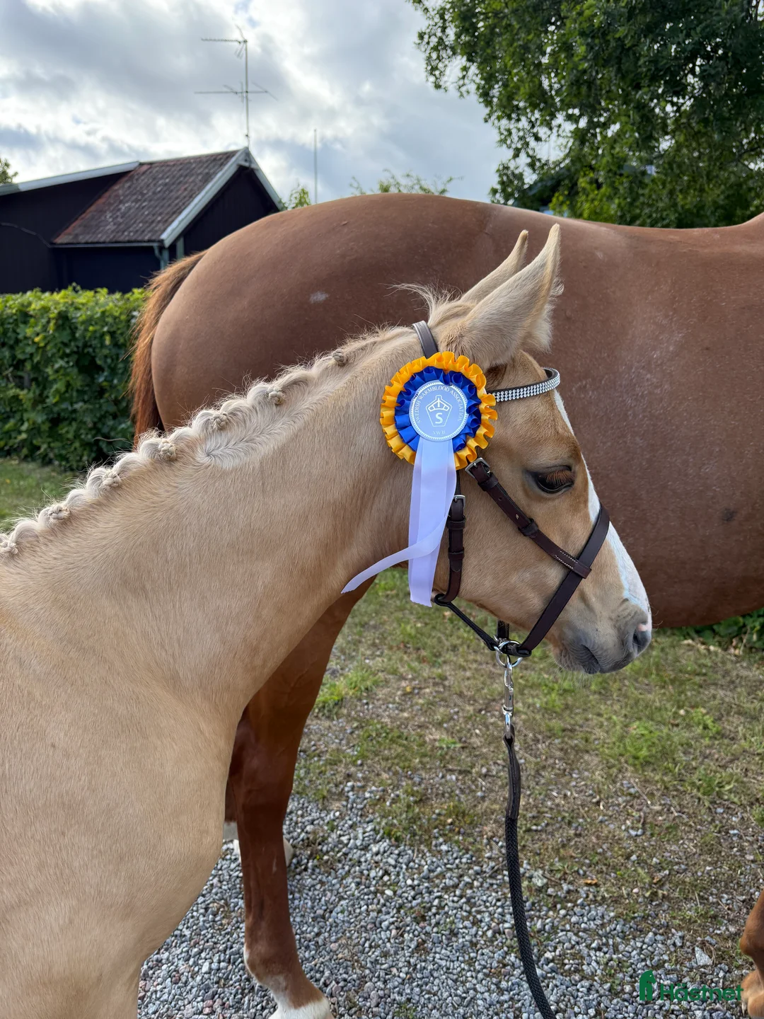 Dressyr hästar till salu: Sockersött sto e Zafferano - Sir Donnerhall  i Märsta - Annons 1