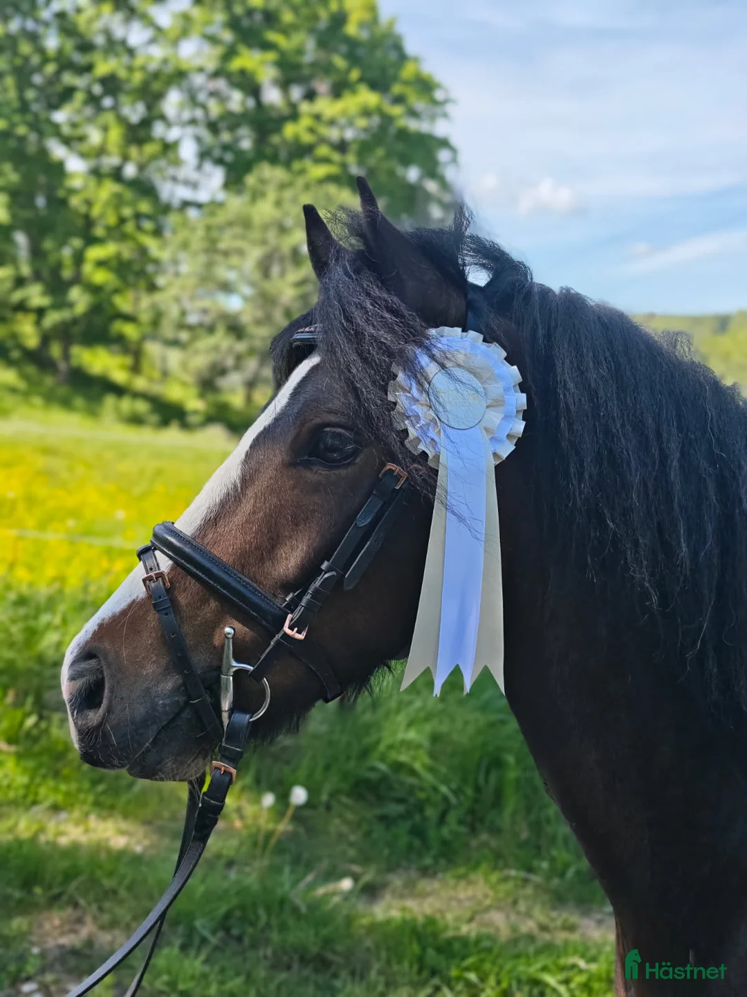 Hoppning hästar till salu: Femårig c-ponny med utvecklingsbarhet!  - Annons 2
