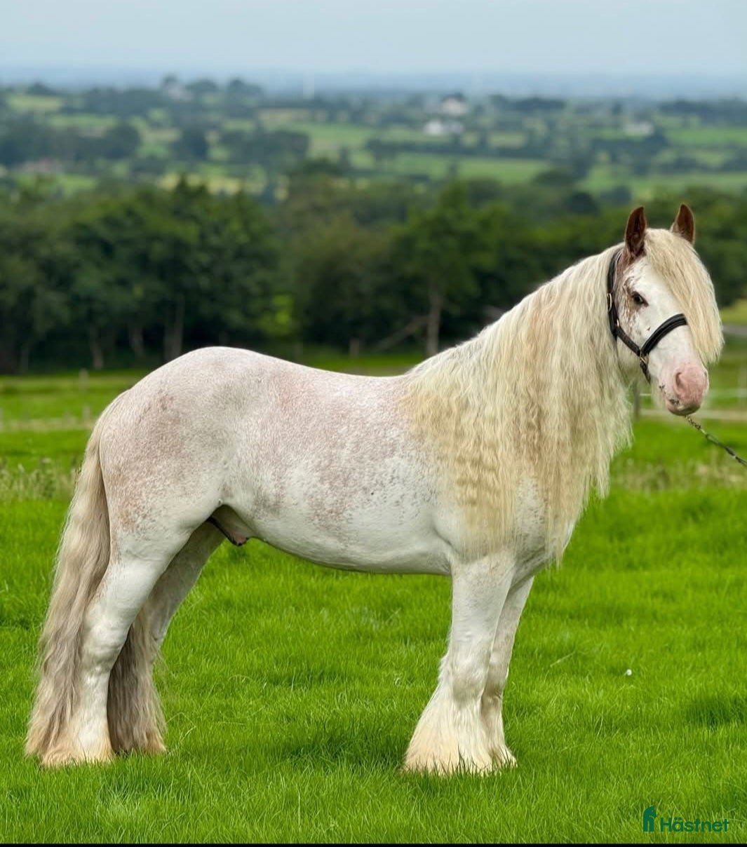  hästar Sökes sällskap sommarbete  - Annons 3