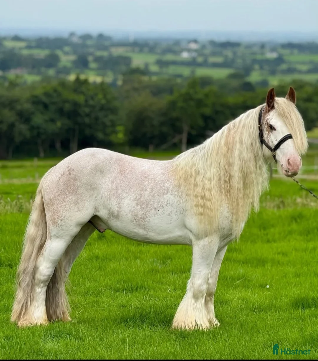 Övrigt hästar sökes: Sökes sällskap sommarbete  i Bromölla - Annons 1