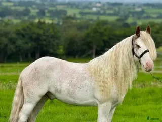 hästar Sökes sällskap sommarbete - Annons 7