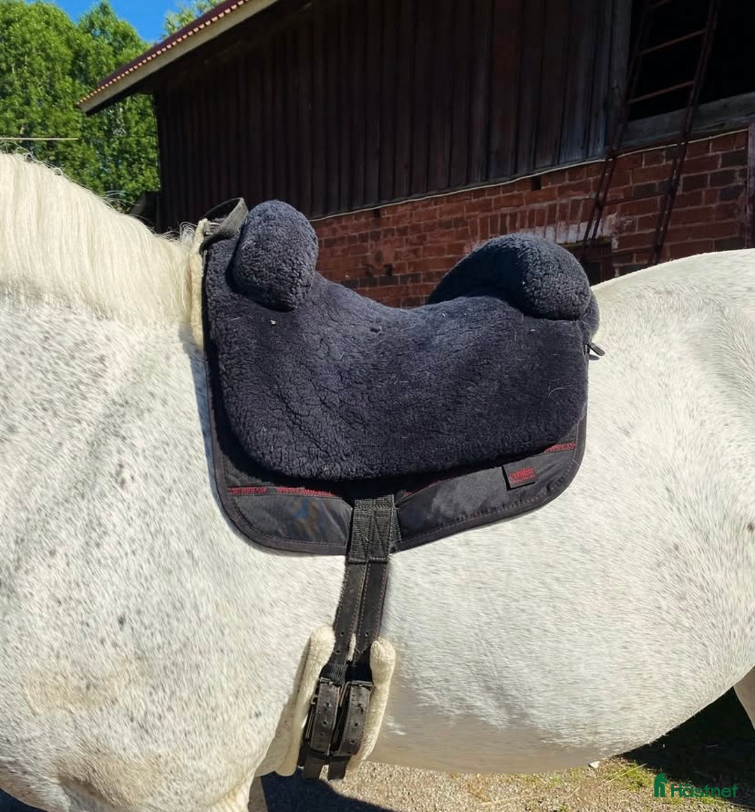Sadlar hästutrustning till salu: Iberica Ridpad, inkl frakt i Insjön - Annons 1