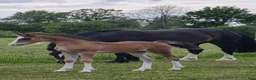 Allround hästar till salu: Welsh cob att forma för framtiden - Annons 8