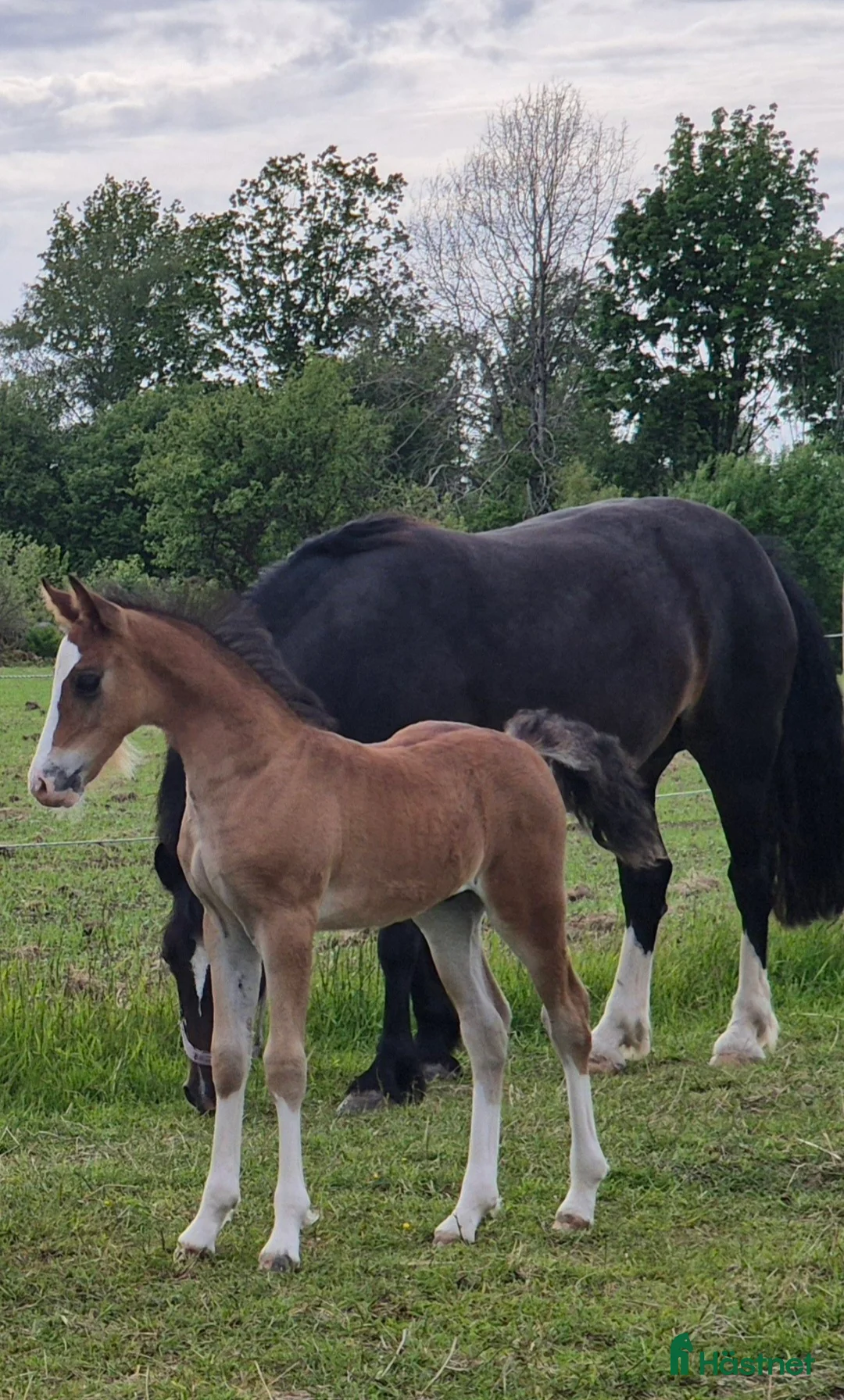 Allround hästar till salu: Welsh cob att forma för framtiden - Annons 8