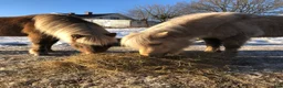 Island hästar till salu: Bästa Ronja - Annons 6