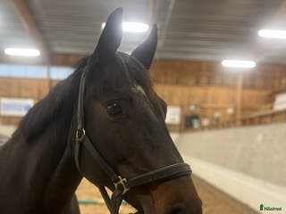 hästar Avel/Sällskap/Promenad/Rehab i Fagersta - Annons 7