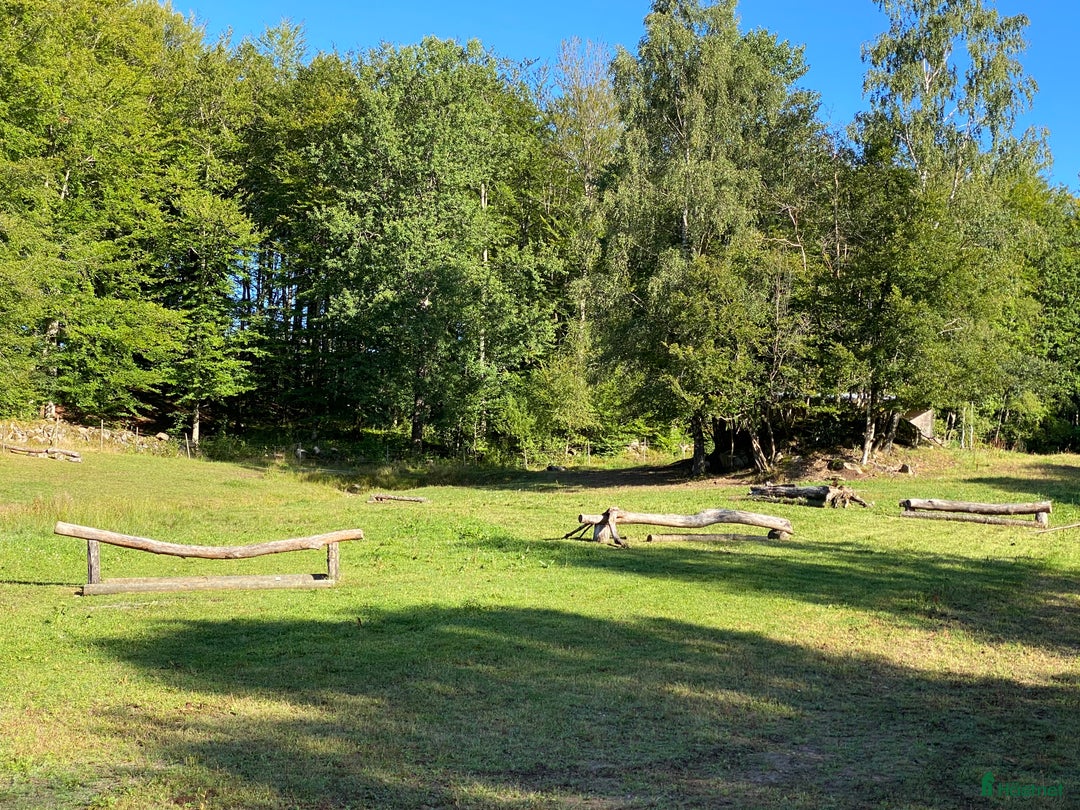  hästservice finnes: Ungdomsläger fälttävlan i Målsryd - Annons 6