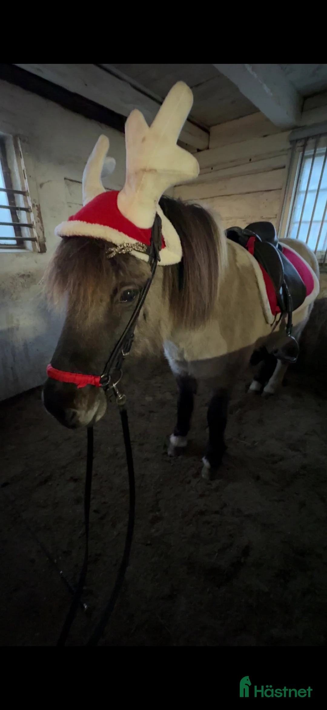 Island hästar till salu: Snällt sto född 2010 - Annons 4