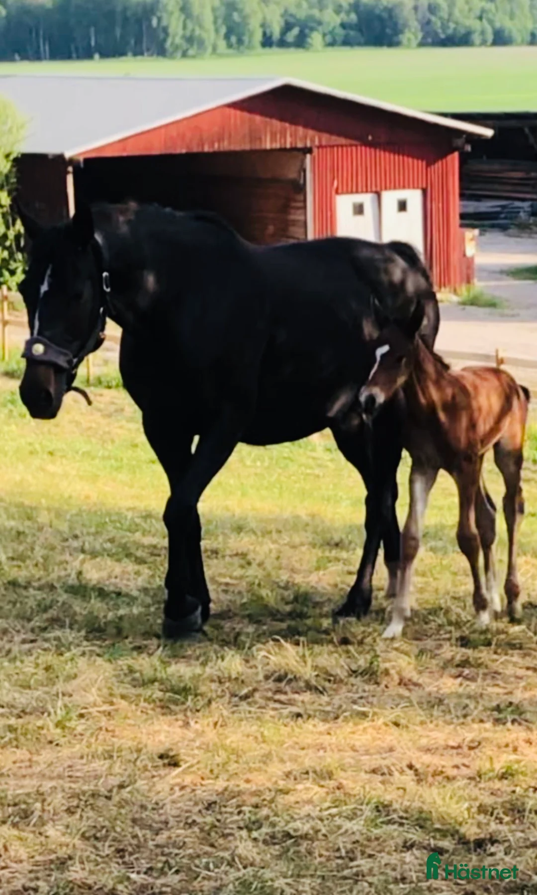 Avelshästar hästar till salu: Fint avelssto  - Annons 2