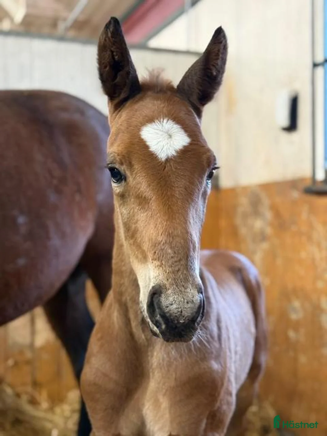 Avelshästar hästar till salu: Meriterat avelssto e. Maharajah uthyres – toppstam i Kungsbacka - Annons 2
