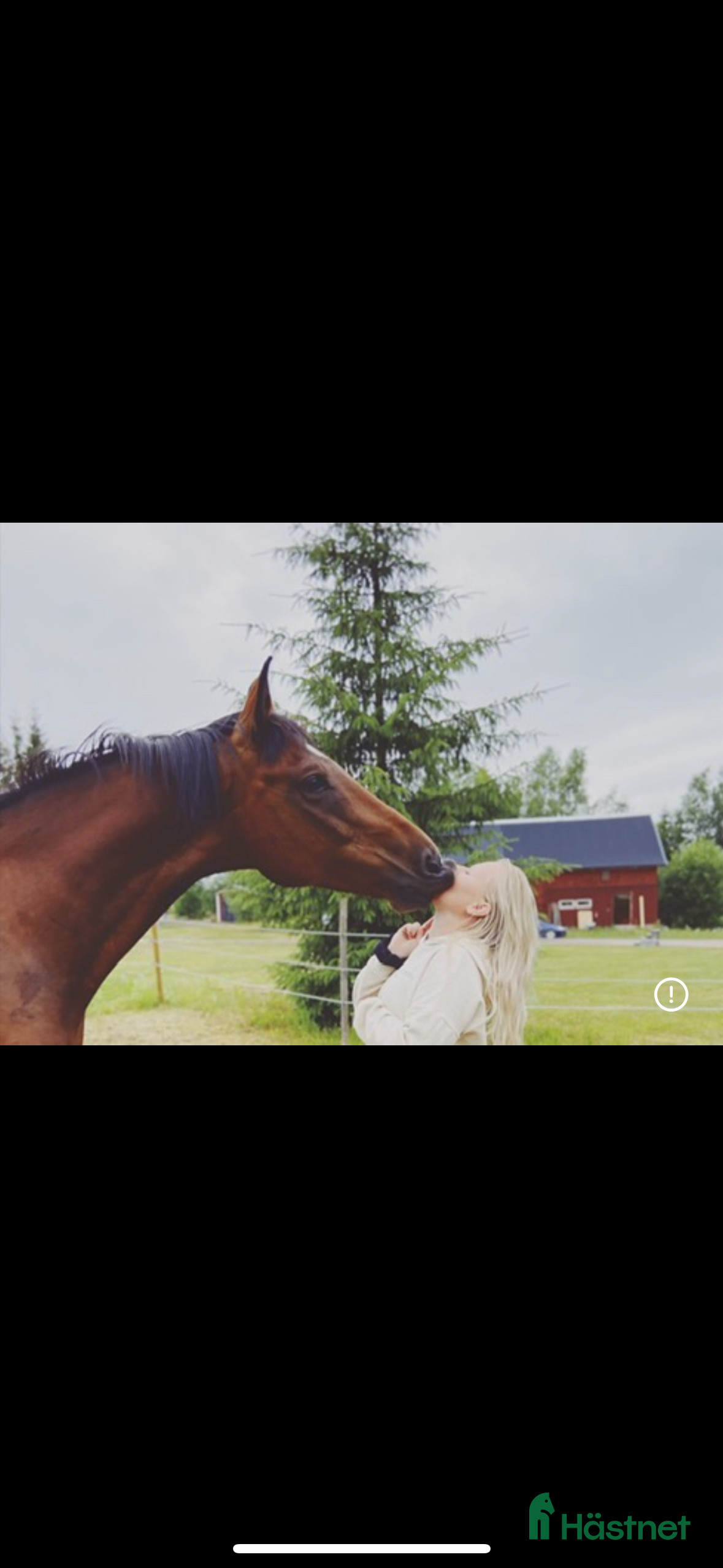  foderhäst Okomplicerad valack lånas ut som sällskapshäst  - Annons 8