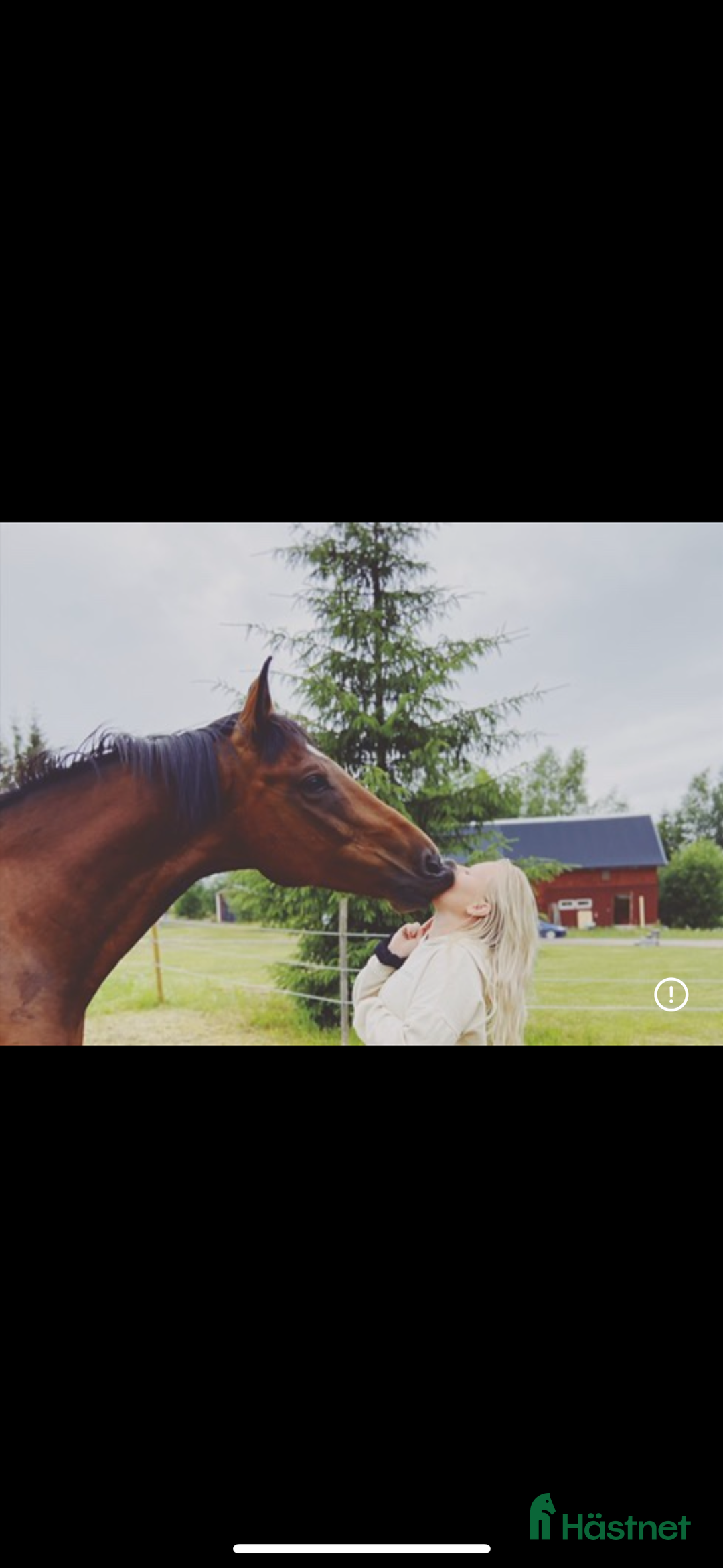  foderhäst finnes: Okomplicerad valack lånas ut som sällskapshäst  - Annons 1