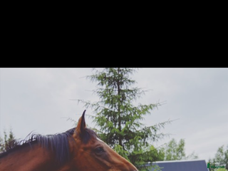 foderhäst Okomplicerad valack lånas ut som sällskapshäst i Norrköping - Annons 10