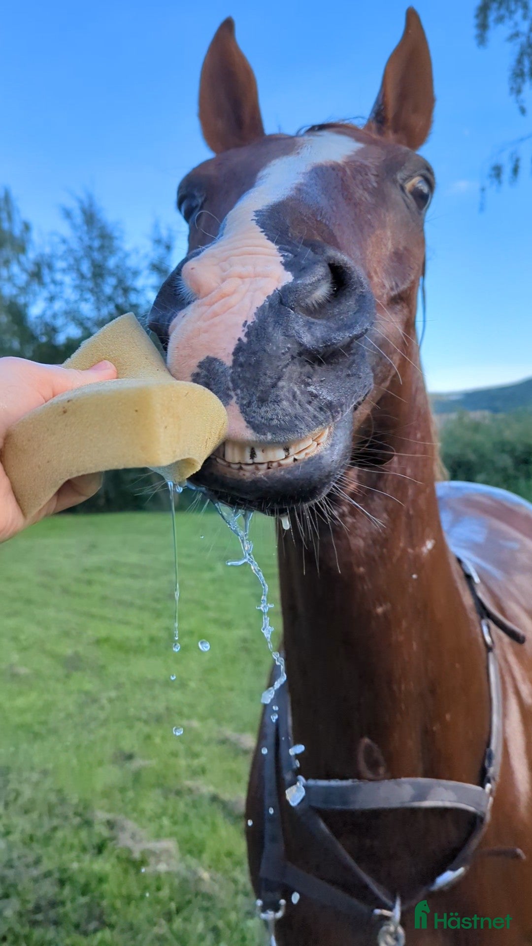 Allround hästar till salu: Arbetsvillig charmör i Örnsköldsvik - Annons 2
