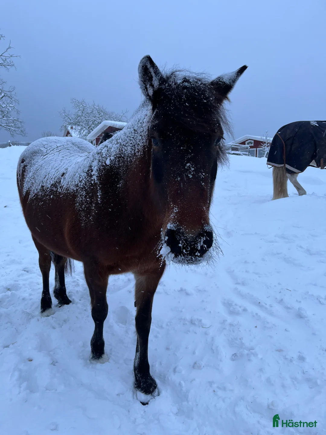 Galleribild {{count}}