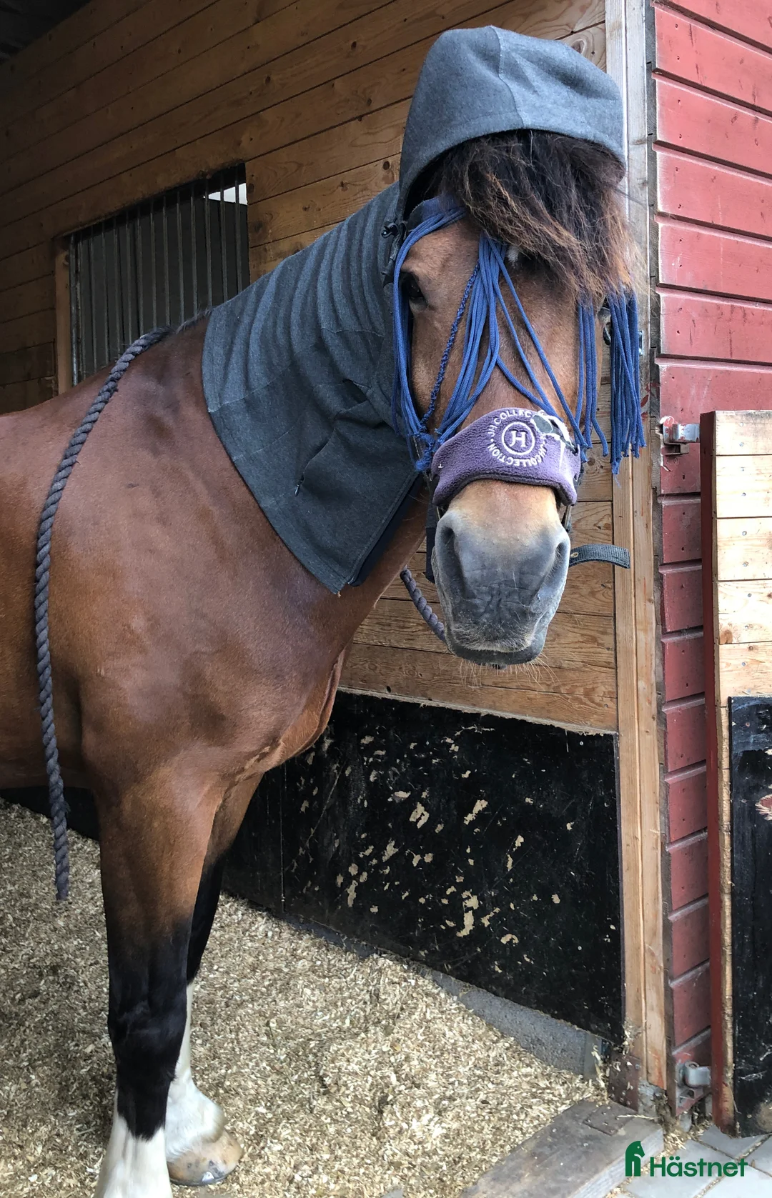 Dressyr hästar till salu: Älskade Jacken söker kärleksfullt och kunnigt hem - Annons 2