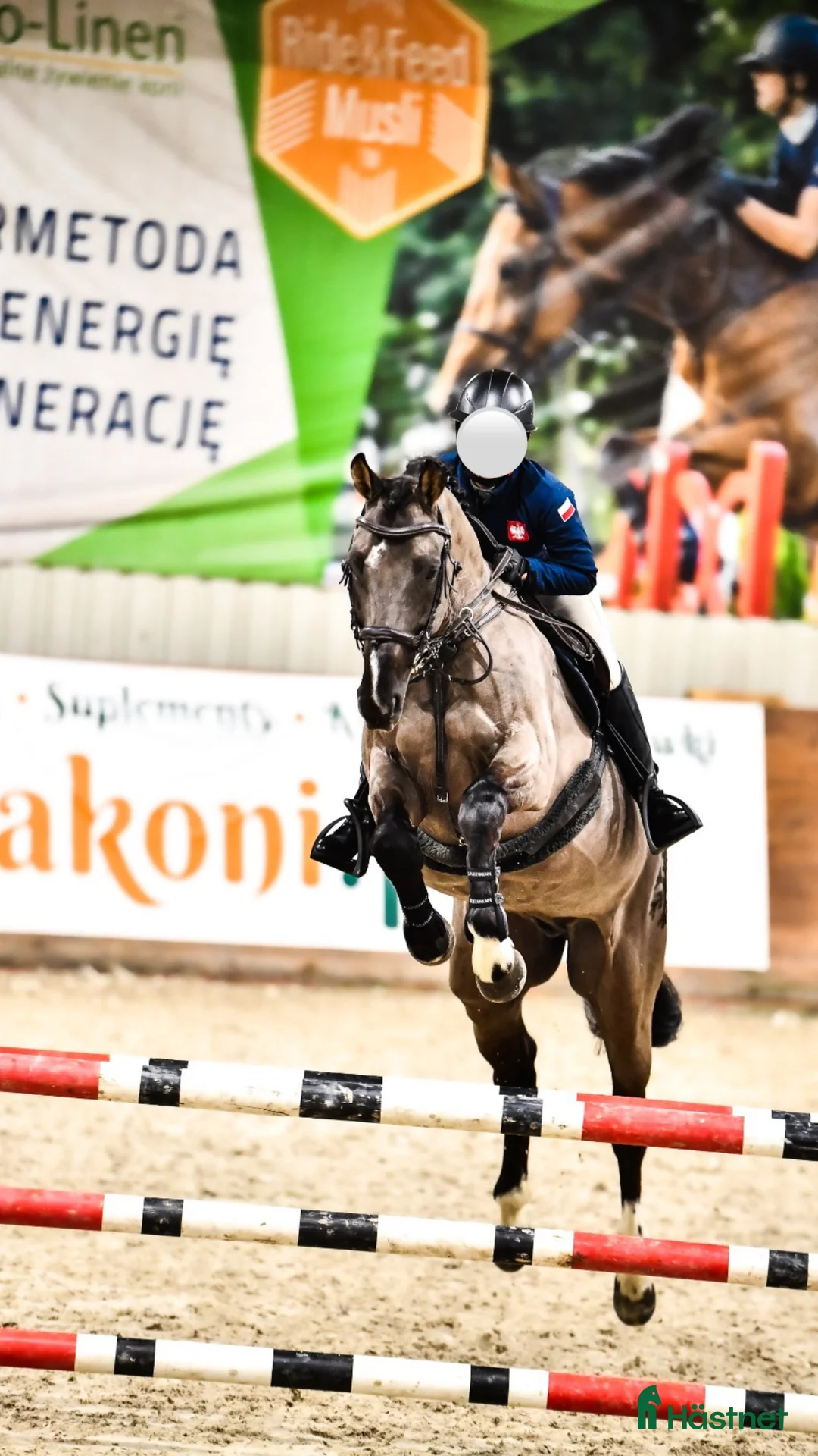 Hoppning hästar till salu: Talangfull hopphäst med stor potential  i Stockholm - Annons 3