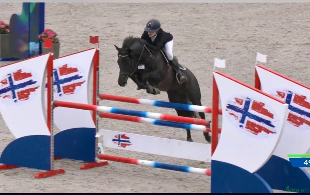 Hoppning hästar till salu: Läromästare och bästa vän!! - Annons 5