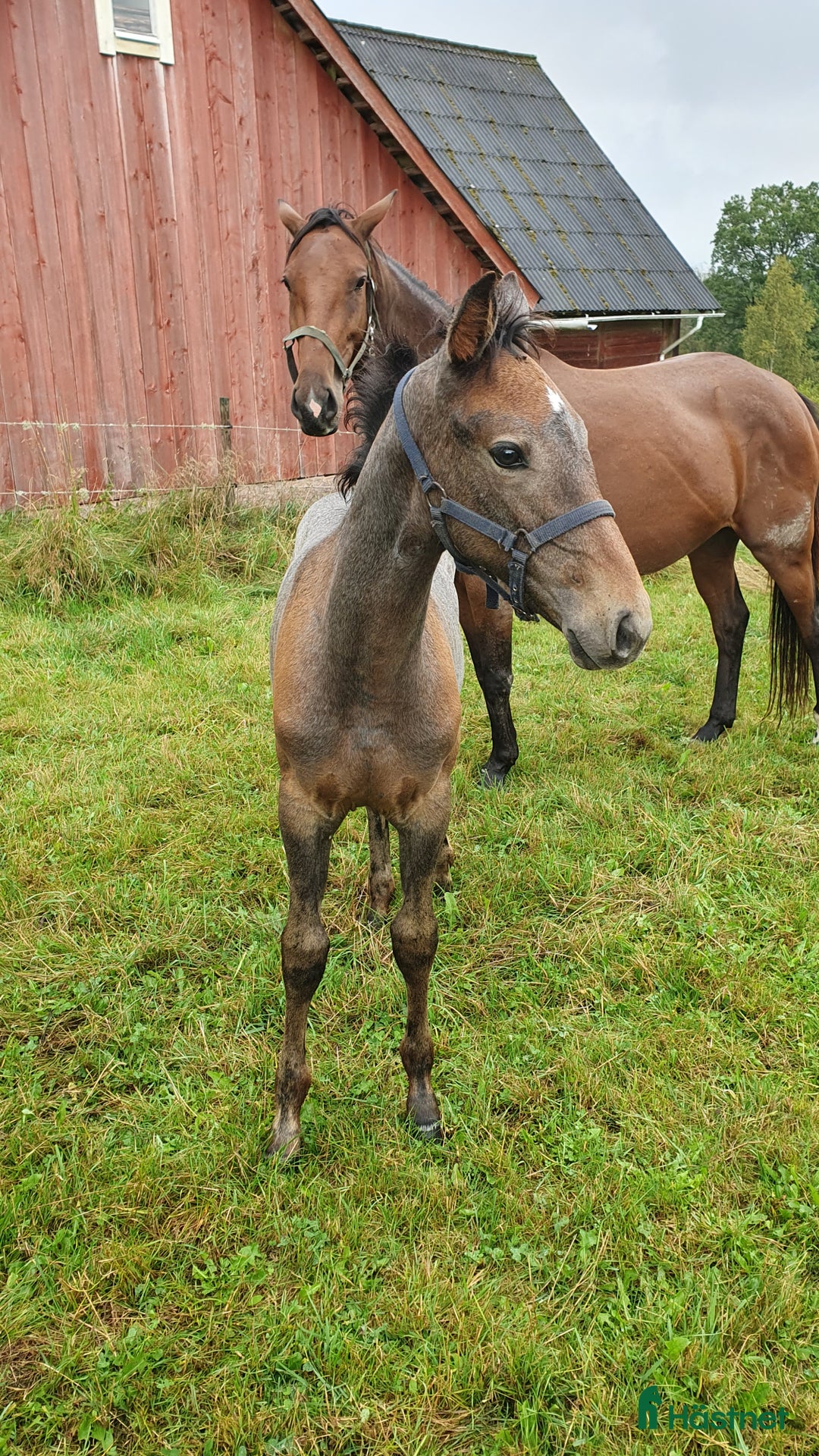 Hoppning hästar till salu: Hoppföl x3 säljes- Svårklassmöderne & Elithingstar i Lammhult - Annons 9