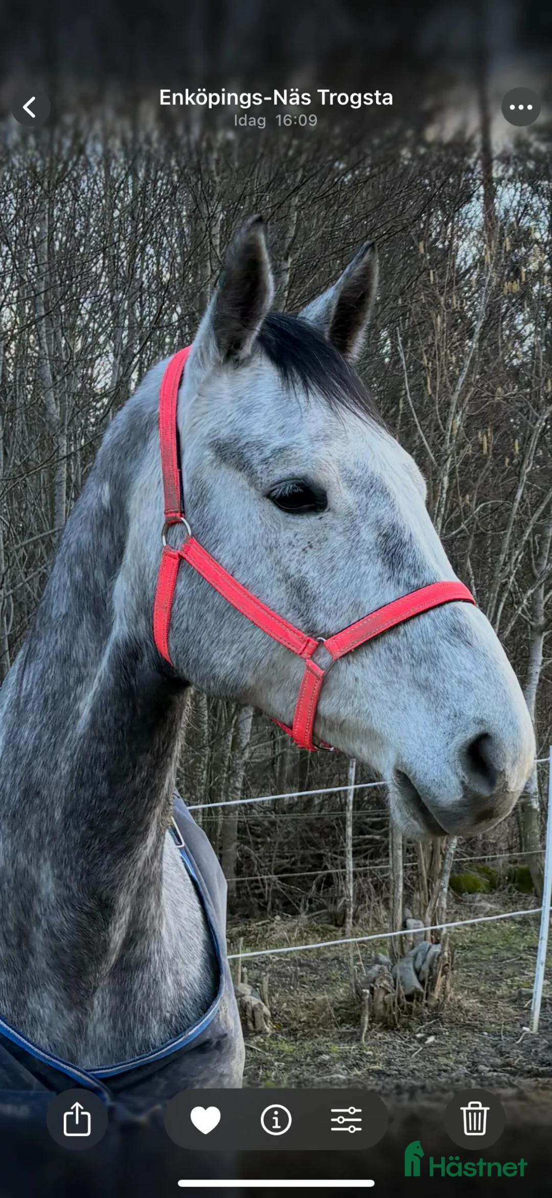 Allround hästar till salu: Vackert sto 6år! Clarimo - Heartbeat! - Annons 2