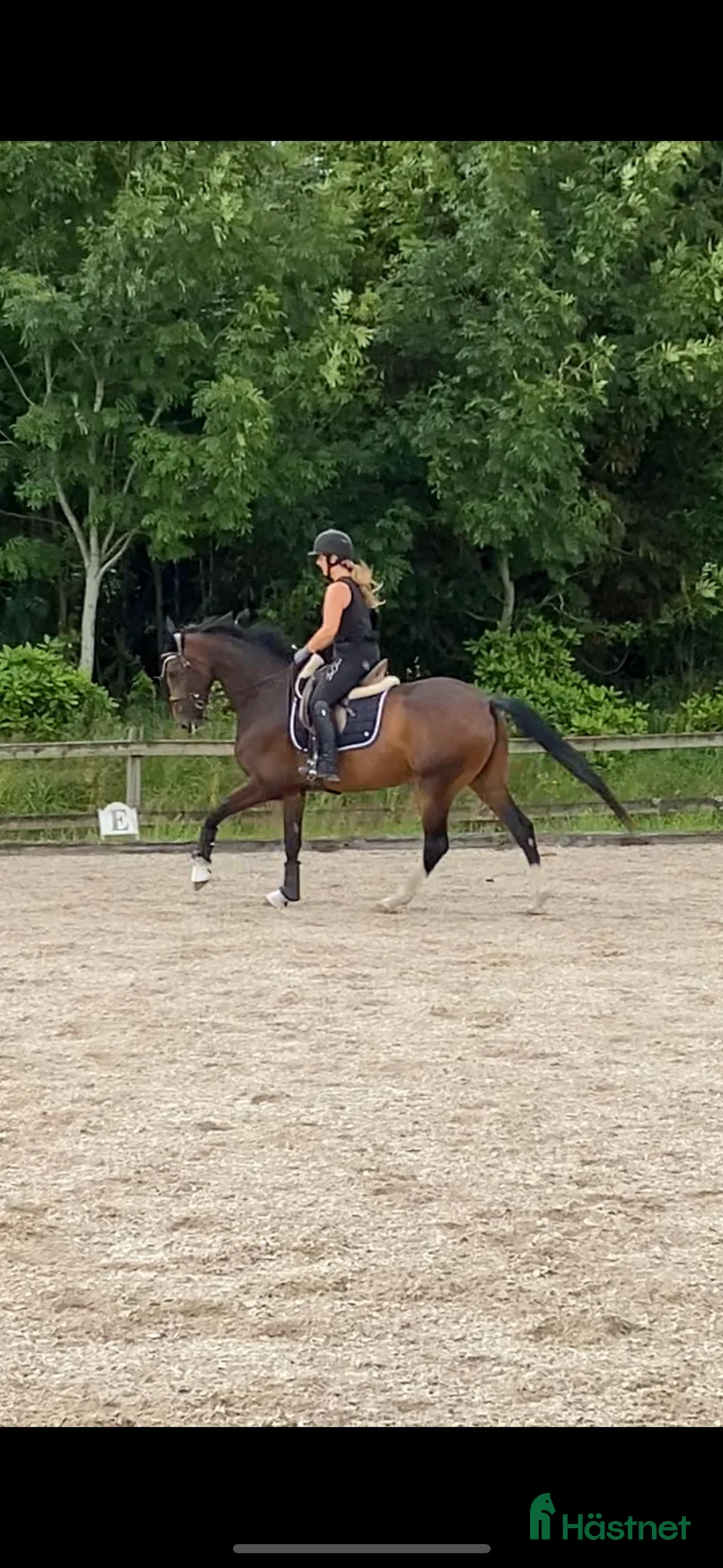  medryttarhäst finnes: Rutinerad ryttare sökes till dressyrsto i Halmstad - Annons 5