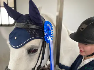 hästar Söker d-ponny i Kungsbacka - Annons 2