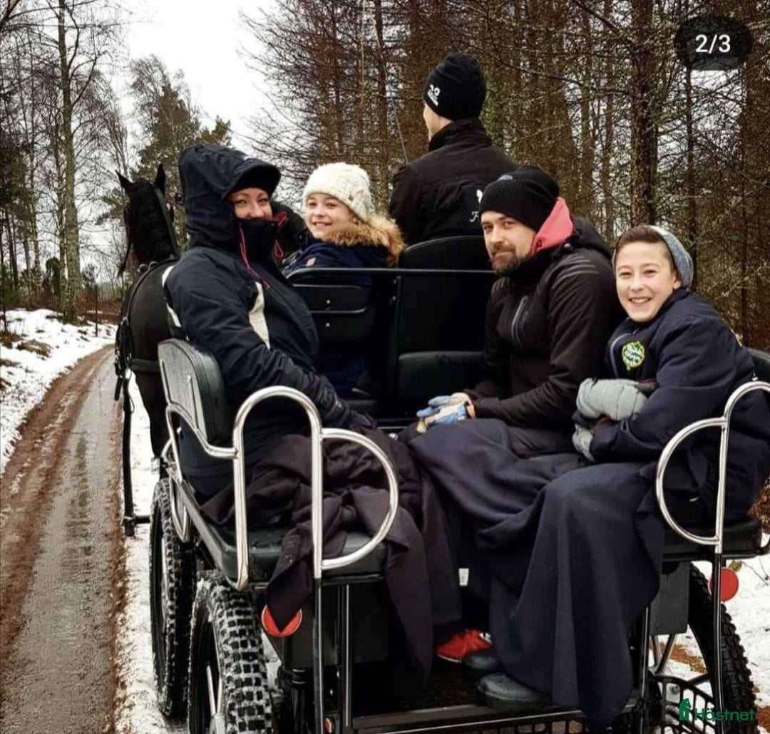 Körvagnar körning till salu: Maratonvagn i Hamneda - Bild 4