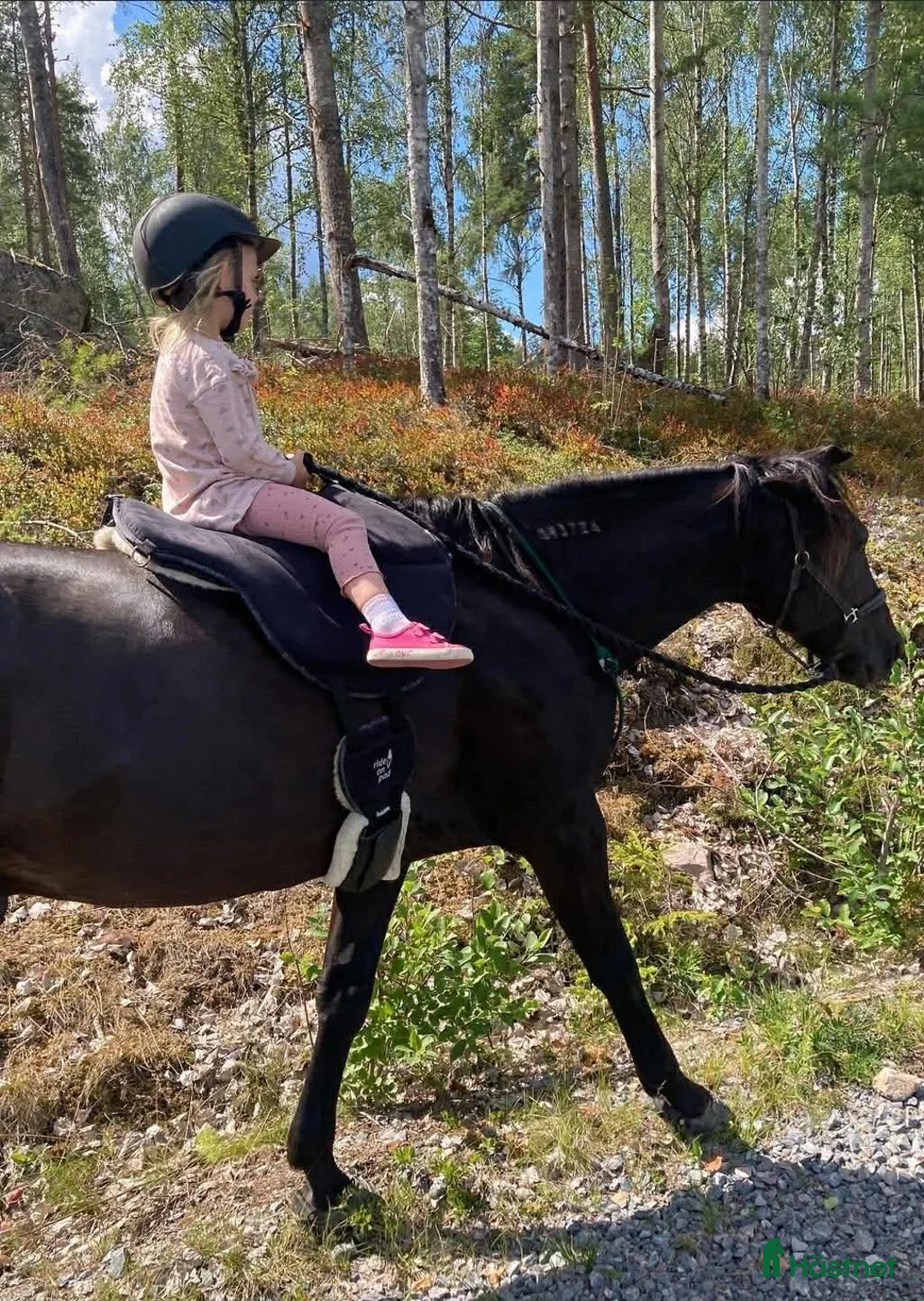  foderhäst finnes: Delfodervärd/fodervärd/medryttare sökes i Kolsva - Annons 4