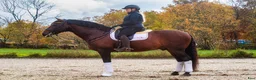 Dressyr hästar till salu: Grand Prix-häst & läromästare - Annons 2