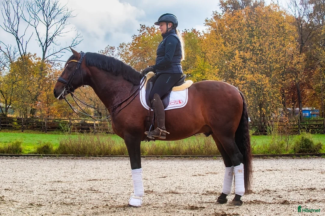 Dressyr hästar till salu: Grand Prix-häst & läromästare - Annons 2
