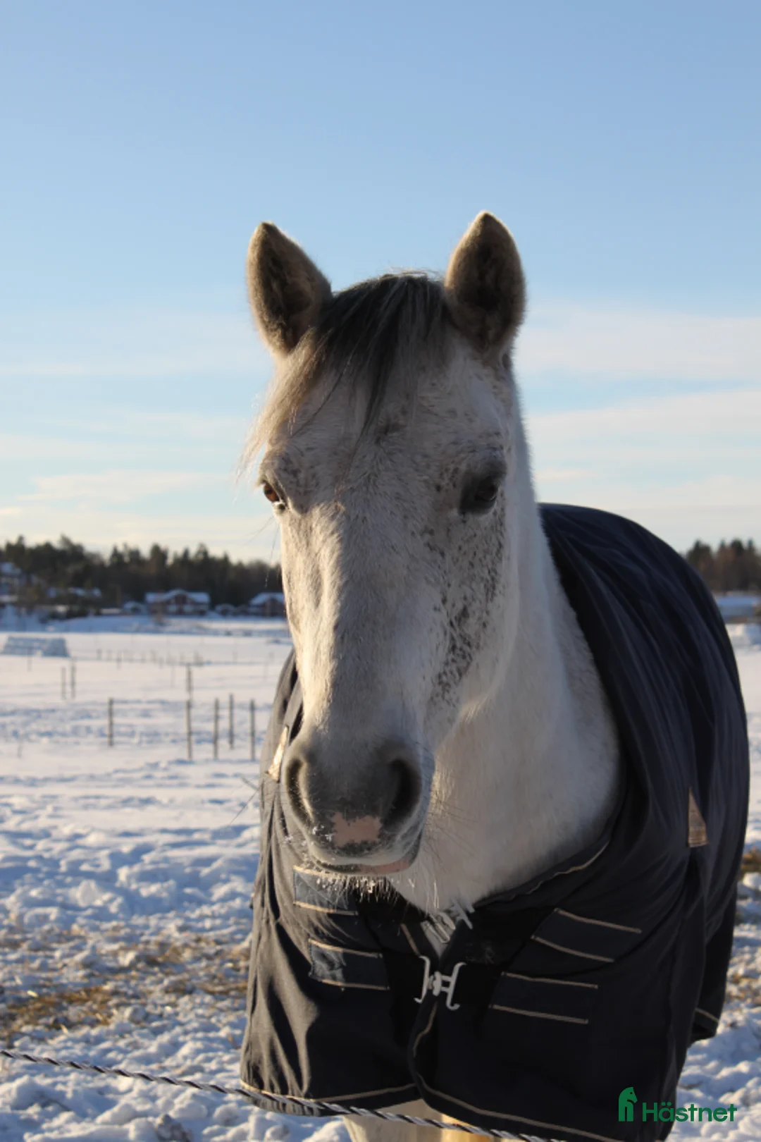  medryttarhäst finnes: Välutbildad D-ponny söker medryttare i Västerhaninge - Annons 1
