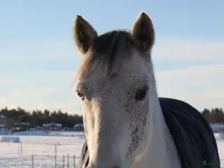 medryttarhäst finnes: Välutbildad D-ponny söker medryttare i Västerhaninge - Annons 5