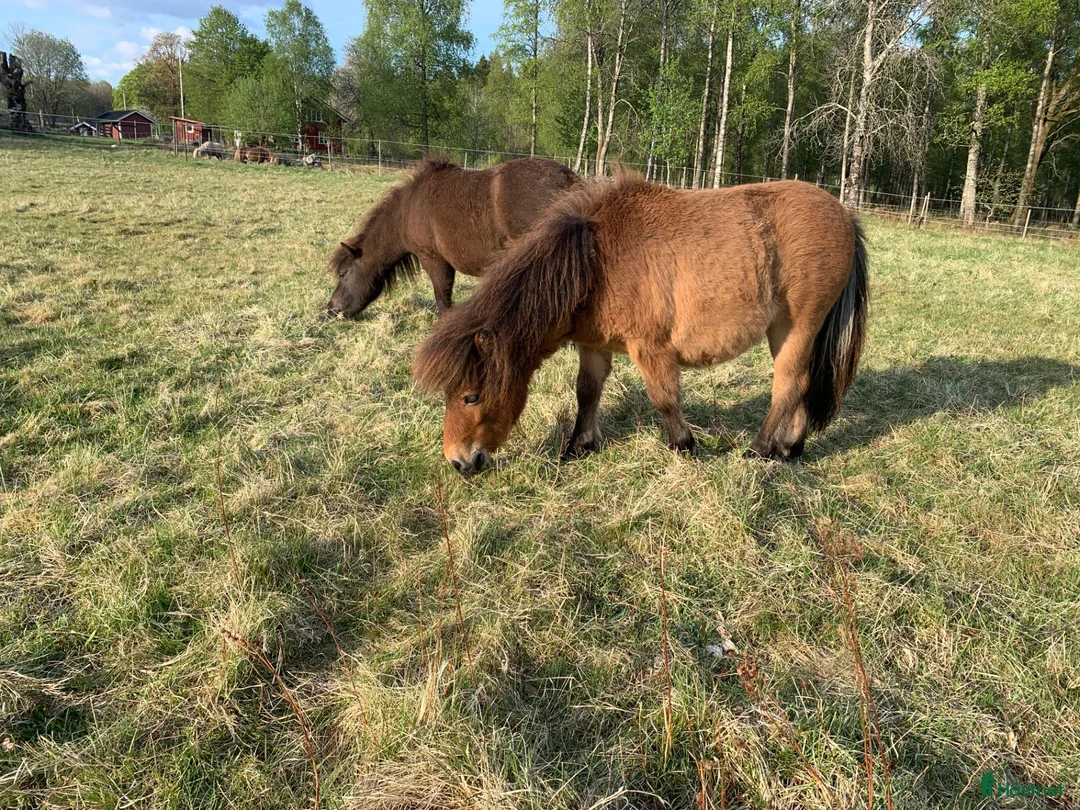Allround hästar till salu: Mini-shettisvalacker Bosse & Buster (halvbröder) - Annons 15