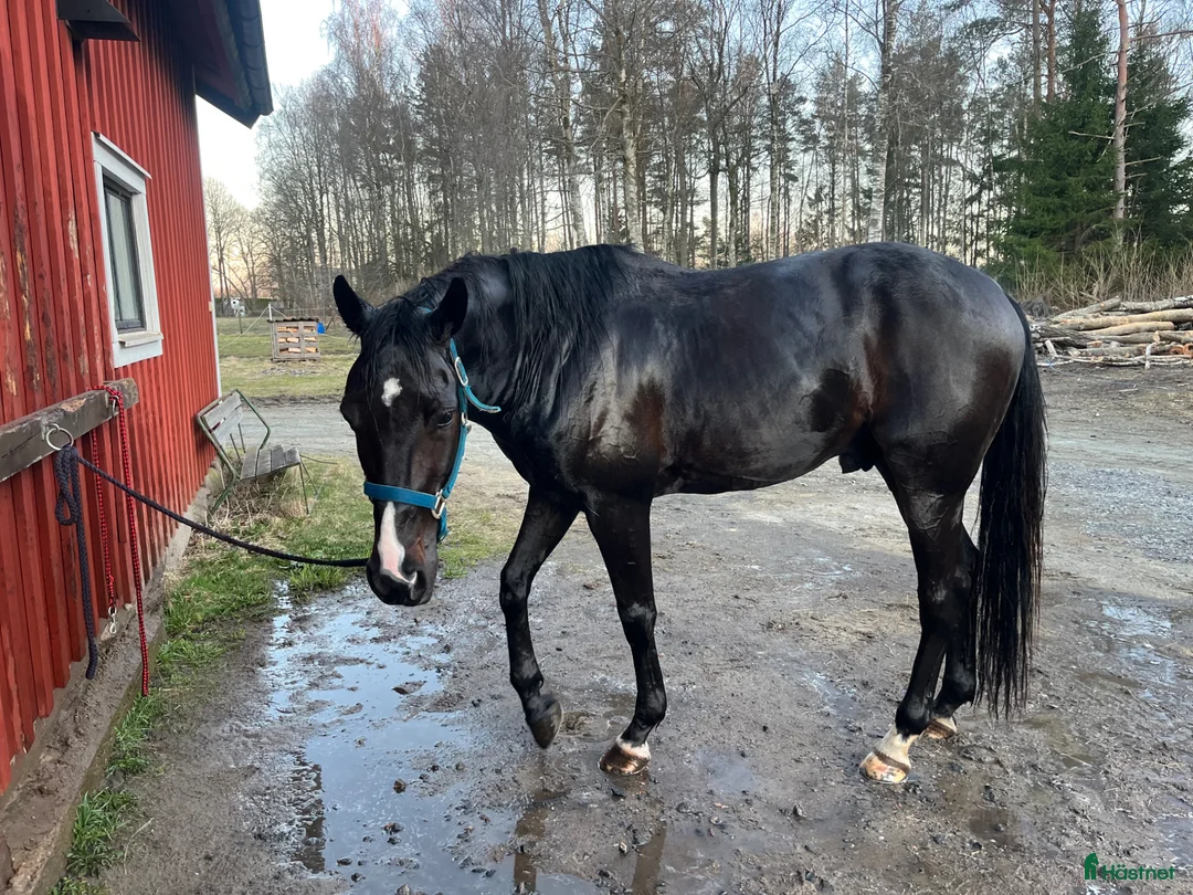 Sällskap hästar till salu: Valack till sällskap  - Annons 3