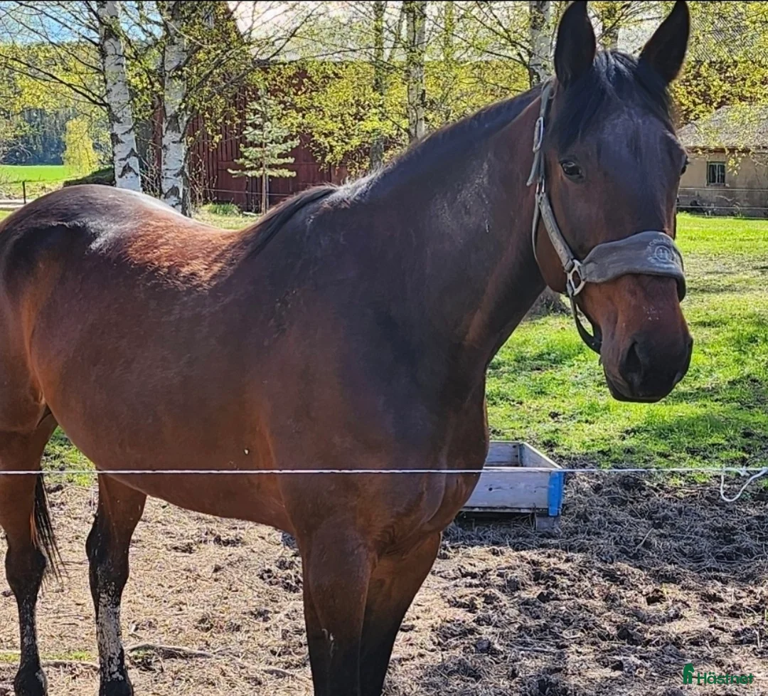 Allround hästar till salu: Varmblod söker hem - Annons 1