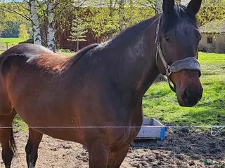 hästar Varmblod söker hem - Annons 1