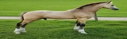 Allround hästar till salu: Vacker welsh cob kille - Annons 5