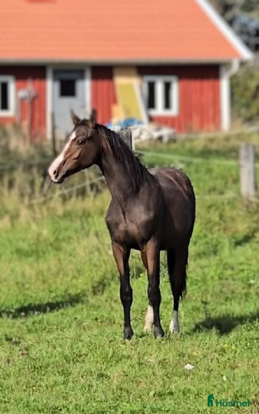Dressyr hästar till salu: 3 åring för dressyr - Annons 2