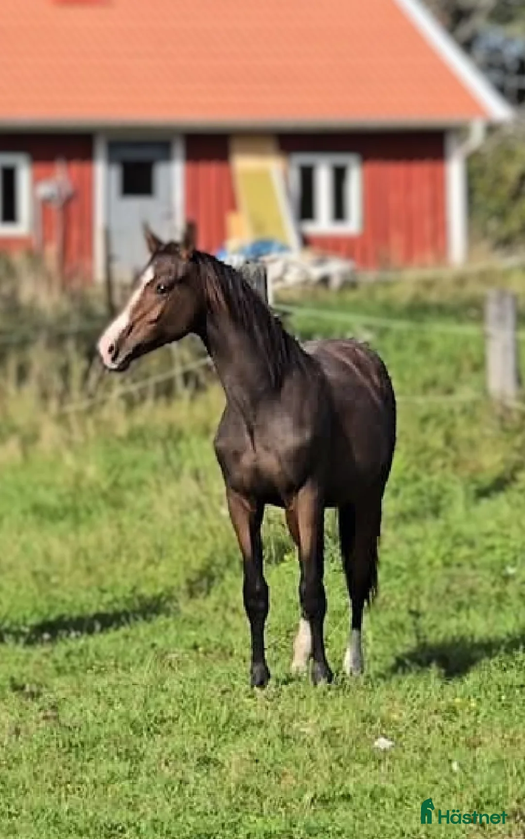 Dressyr hästar till salu: Dressyrstammad unghäst - Annons 4