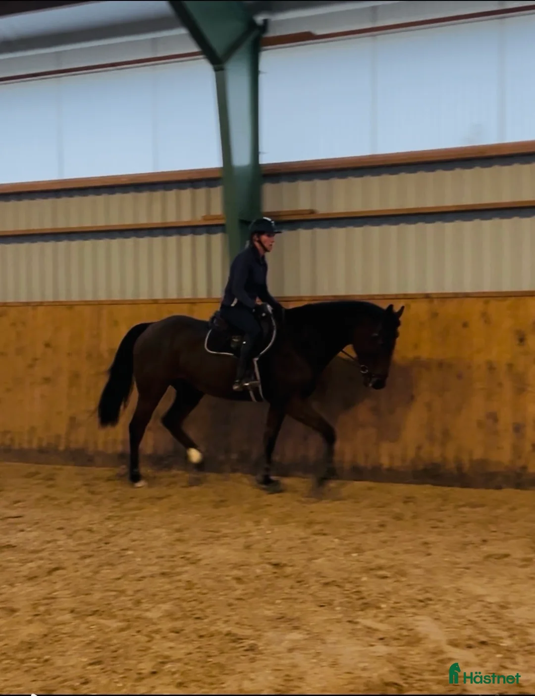 Fälttävlan hästar till salu: SÅLD!Underbar unghäst med ett toppen psyke! i Höör - Annons 2