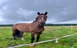 Dressyr hästar till salu: *Ny annons* fin dressyrstammad hobbyhäst till salu i Umeå - Bild 2