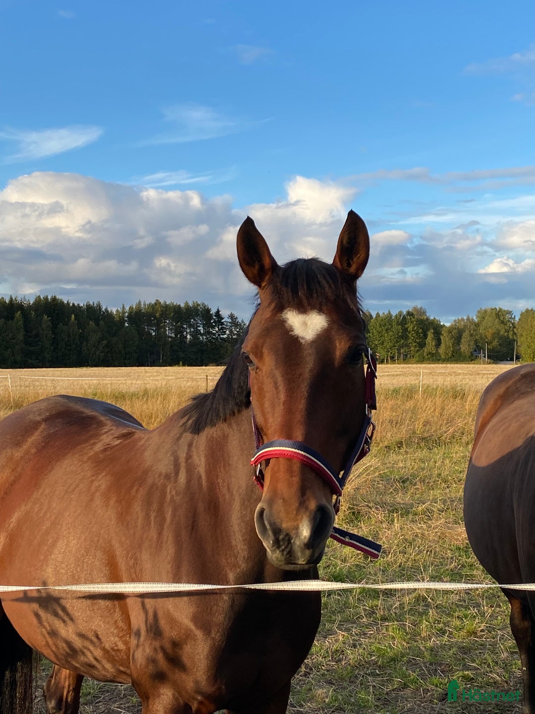 Allround hästar till salu: Lyxigaste skogsmullen  i Piteå - Annons 2