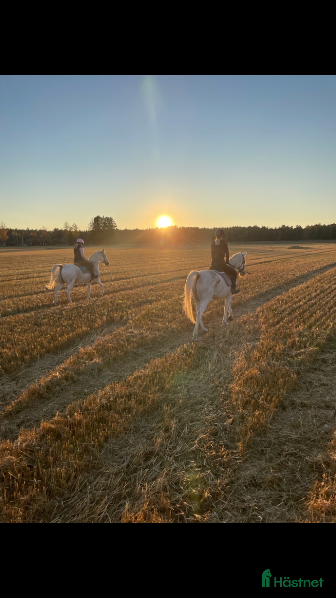  foderhäst sökes: Bästa vän sökes! i Mariestad - Annons 5